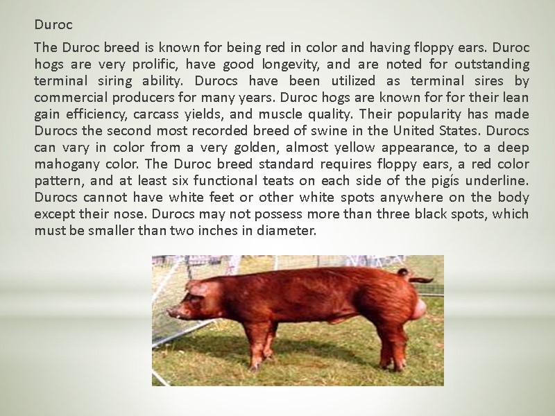 Duroc  The Duroc breed is known for being red in color and having